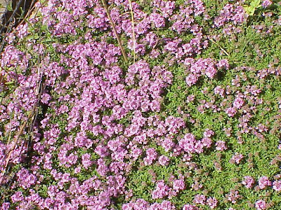 Thymus serpyllum L.