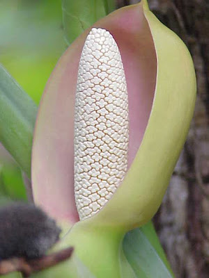 African evergreen African evergreen