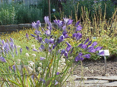 Common triteleia Common triteleia