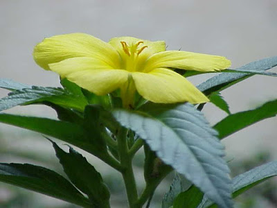 Sage-rose