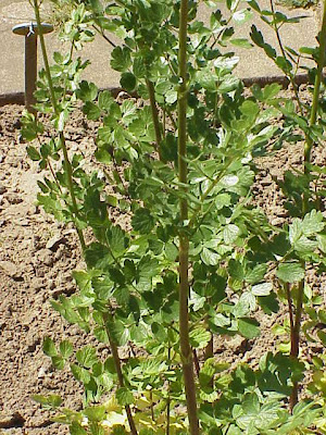 Thalictrum flavum L.