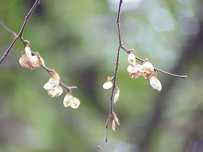 Ulmus pumila,
Chinese elm,
dwarf elm,
littleleaf elm,
Siberian elm,
sibirische ulme,
yu shu