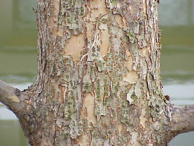 Ulmus pumila,
Chinese elm,
dwarf elm,
littleleaf elm,
Siberian elm,
sibirische ulme,
yu shu