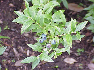 Vaccinium angustifolium,
blueberry,
late sweet blueberry,
low sweet blueberry,
lowbush blueberry,
sweethurts,
upland lowbush blueberry