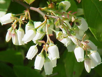 Vaccinium corymbosum,
airelle d'Am&eacute;rique,
American blueberry,
amerikanische Blueberry,
ar&aacute;ndano americano,
blueberry,
highbush blueberry,
swamp blueberry