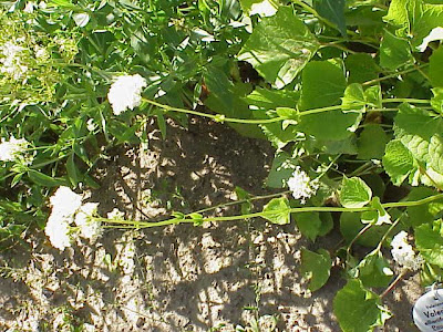 Valeriana alliariifolia