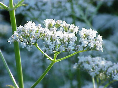 Valeriana officinalis,
common valerian,
garden heliotrope,
garden valerian,
garden-heliotrope,
valerian
