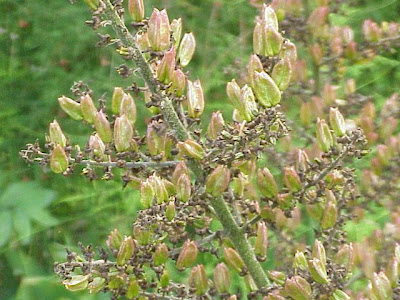 Black False Hellebore Black False Hellebore