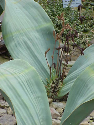 Welwitschia mirabilis