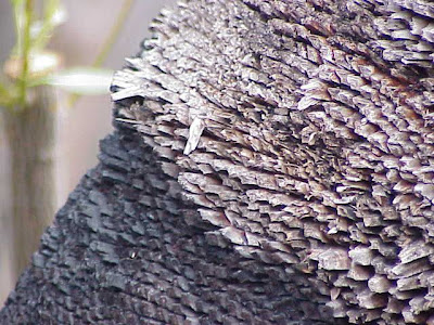 Xanthorrhoea preissii