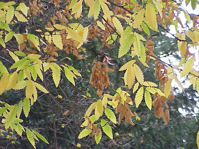 Zelkova carpinifolia,
Caucasian Zelkova,
Caucasian-elm