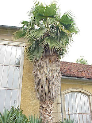 Washingtonia colorada
