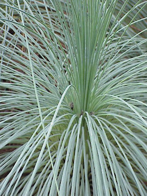 Xanthorrhoea semiplana