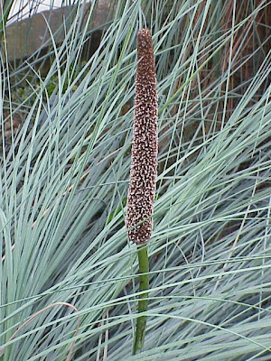 Xanthorrhoea semiplana
