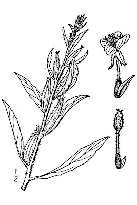 Enagra comune