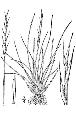 Nardus stricta,
Cervino,
matgrass,
Moor Mat Grass,
moor matgrass,
nard grass