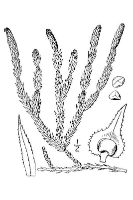 Clubmoss Clubmoss