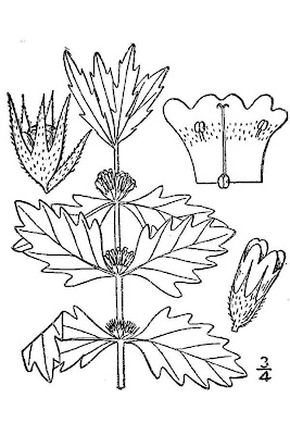 Gipsywort