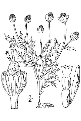 Disc mayweed Disc mayweed