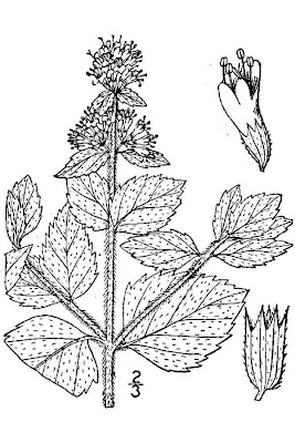 Mentha aquatica L. x. piperita