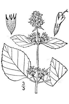 Mentha aquatica L. x. piperita
