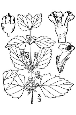 Citronella Citronella