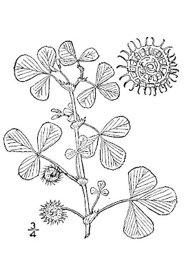 California bur-clover California bur-clover