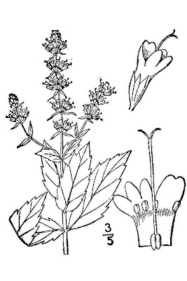 Mentha spicata L.