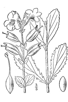 Common monkeyflower Common monkeyflower