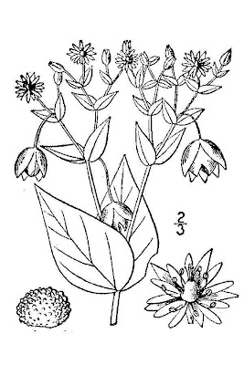 Centocchio acquatico