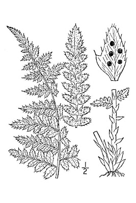 Polystichum braunii (Spenner) Fee