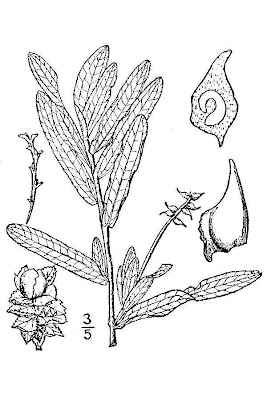 Brasca increspata Brasca increspata