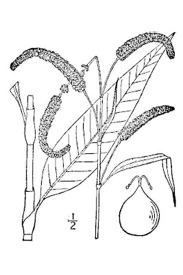 Erva-de-bicho-pruinosa