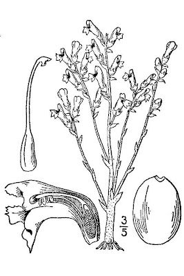 Branched broomrape Branched broomrape