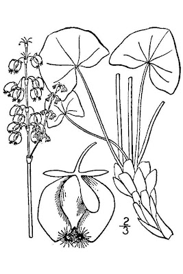 Alpine mountainsorrel Alpine mountainsorrel
