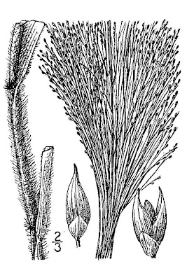 Common panic grass Common panic grass