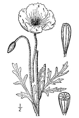 Saat-Mohn