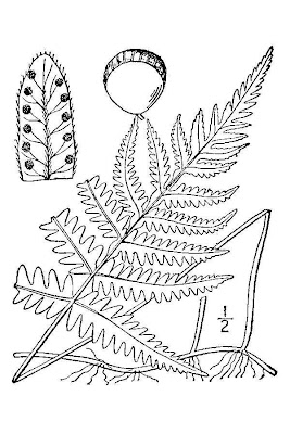 Felce dei Faggi
