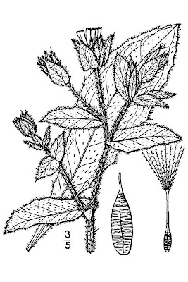 Natterkopf-Bitterkraut