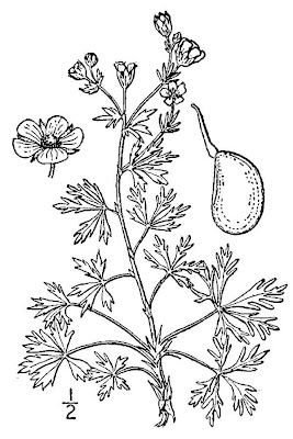 Argentea Argentea