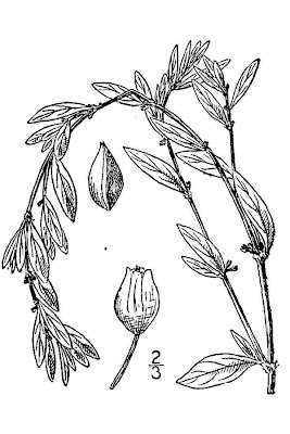 Bian xu Bian xu