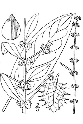 Acedera Acedera