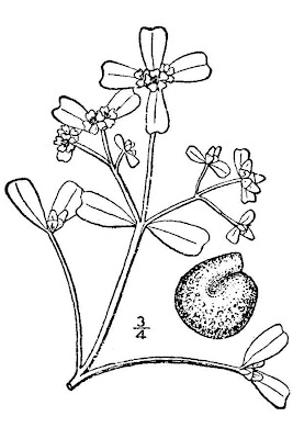Verdolaga
