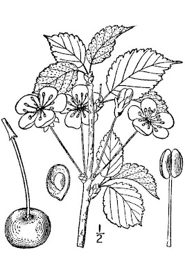 Herzkirsche