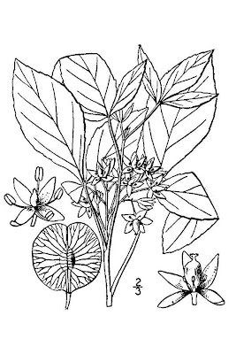 Common hoptree Common hoptree