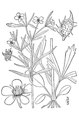 Ranunculus arvensis L.