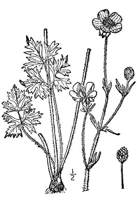 Ranunculus bulbosus L.