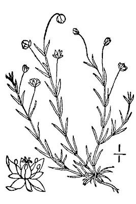 Sagina procumbens,
bird-eye pearlwort,
birdeye pearlwort,
birdseye pearlwort,
Niederliegendes Mastkraut,
planta-molhada,
procumbent pearlwort,
Sagina sdraiata,
sagine couch&eacute;e,
spreading pearlwort