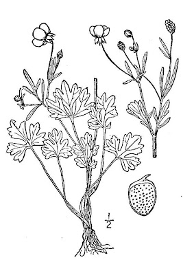 Renoncule des marais Renoncule des marais