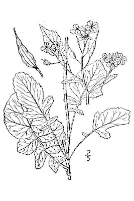 Cultivated radish